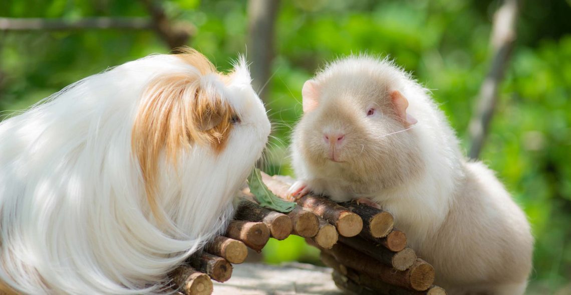 Two guinea pigs: friends or foes?