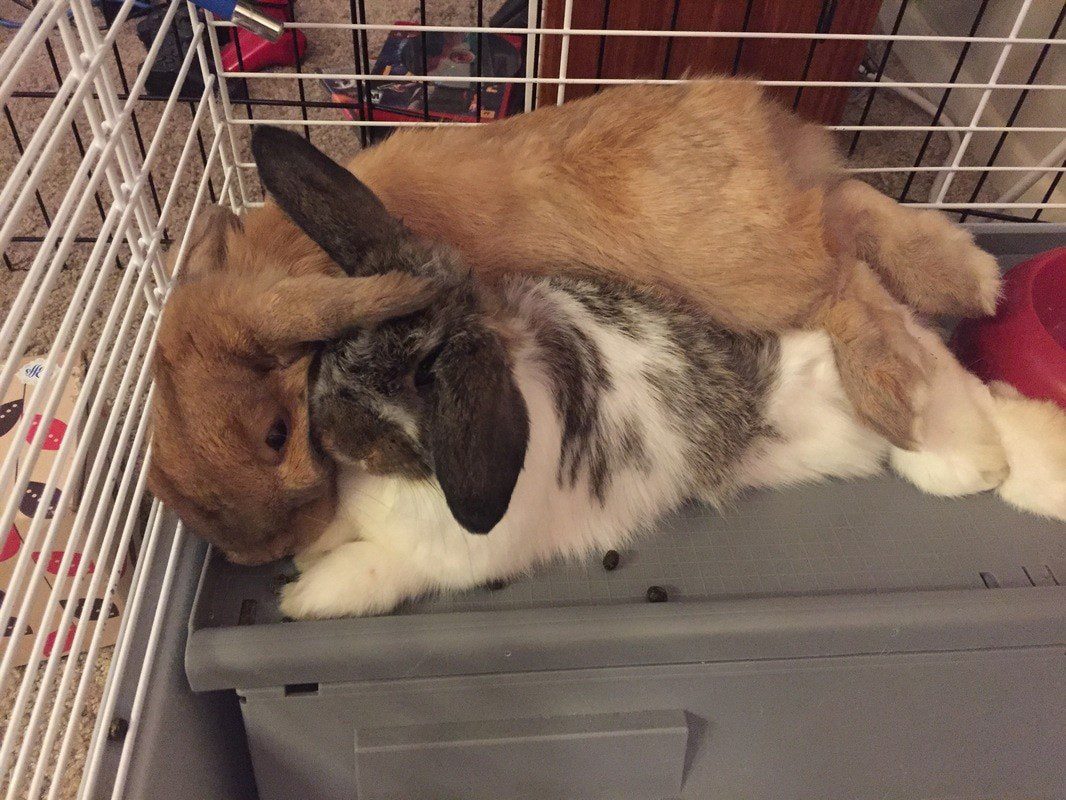Two rabbits in one cage: pros and cons