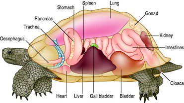Tympania of the stomach in turtles