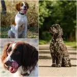 Types of dog motivation