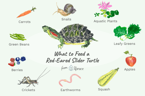 Types of food for turtles