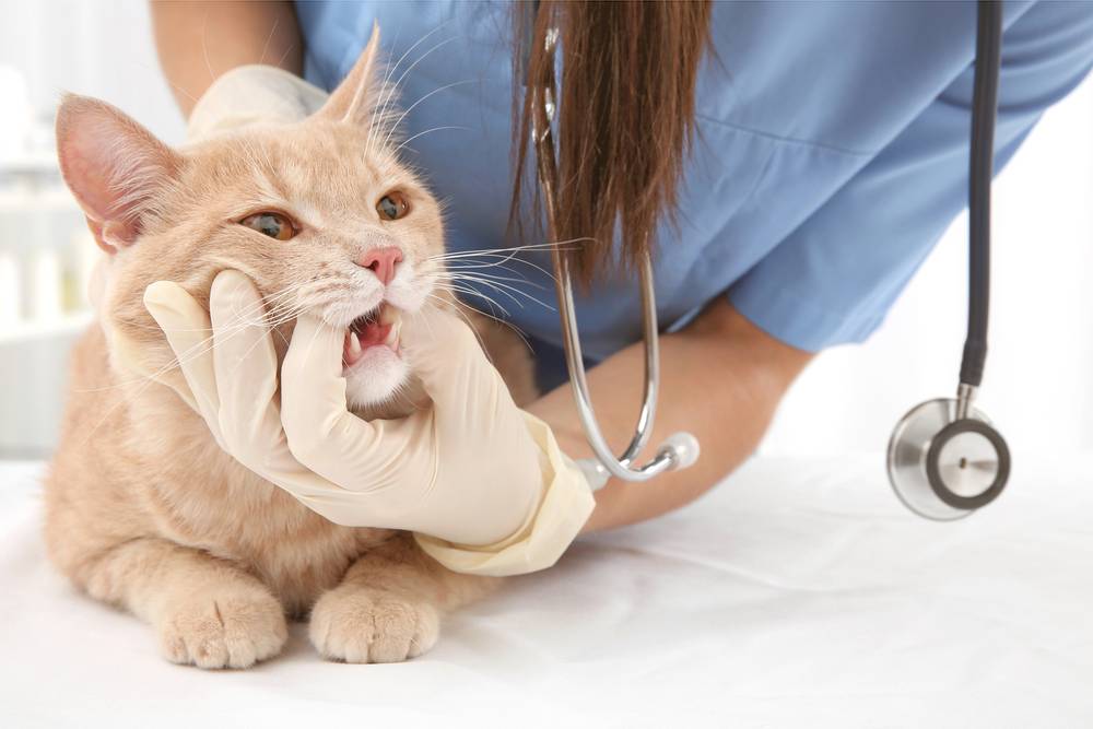 Ultrasonic teeth cleaning for cats