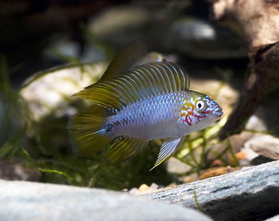 umbrella cichlid