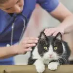 Urgently to the doctor: 5 situations with cats when a visit to the clinic is necessary