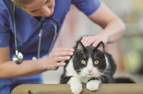 Urgently to the doctor: 5 situations with cats when a visit to the clinic is necessary