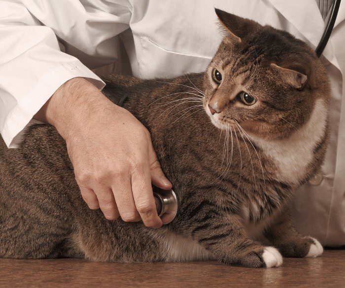 Urolithiasis in cats