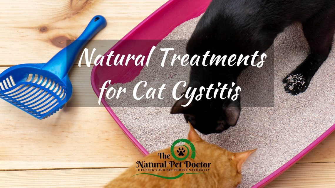 Urolithiasis macskákban: tünetek és kezelés otthon
