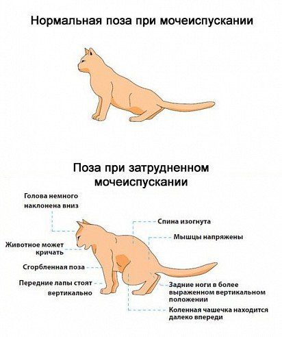 Urolithiasis in cats: symptoms and treatment at home