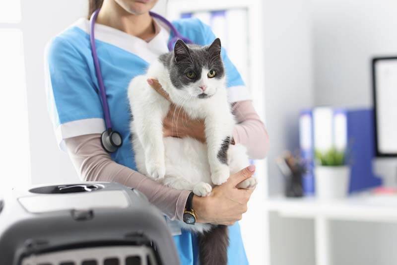 Urolithiasis in cats: symptoms and treatment of KSD