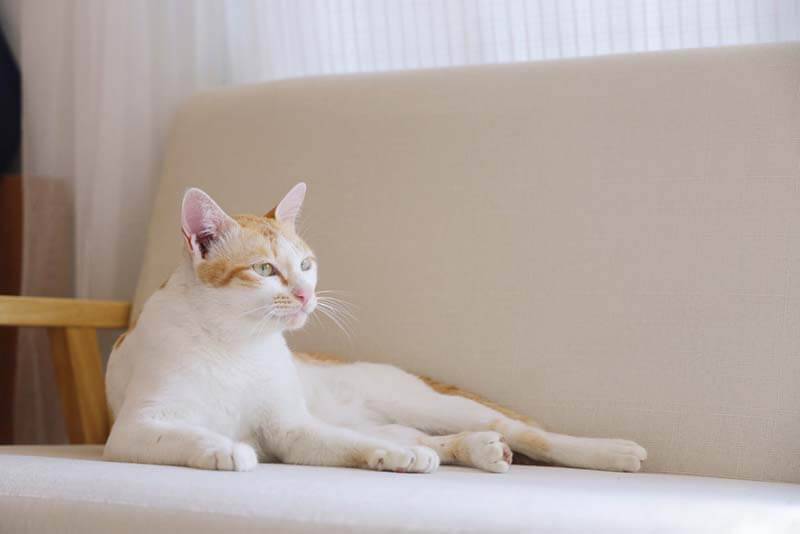 Urolithiasis in cats: symptoms and treatment of KSD