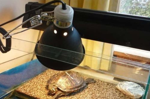 UV lamps &#8211; all about turtles and for turtles