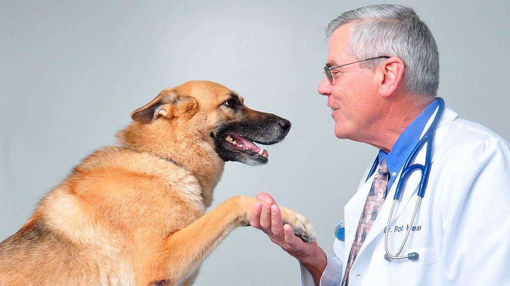 Vaccination of dogs - rules, features, scheme