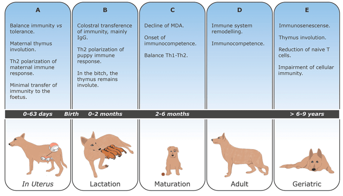 Vaccinazione di i cani - regule, funziunalità, schema