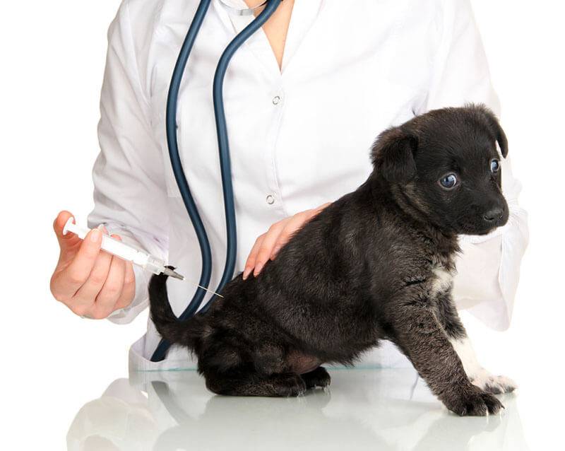 Vaccinations for puppies up to a year: vaccination table