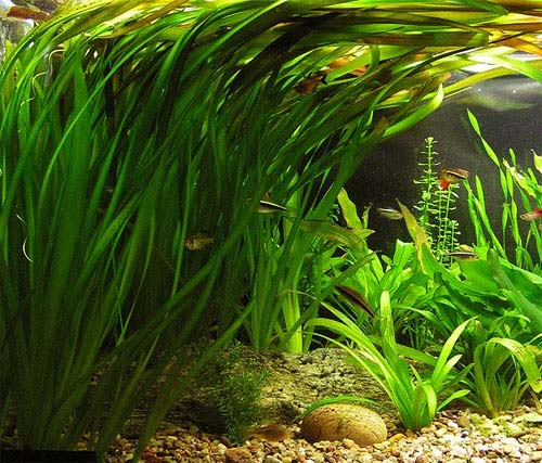 Vallisneria giant