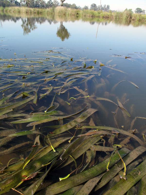 Vallisneria giant