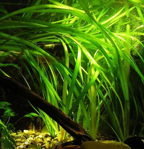 Vallisneria giant