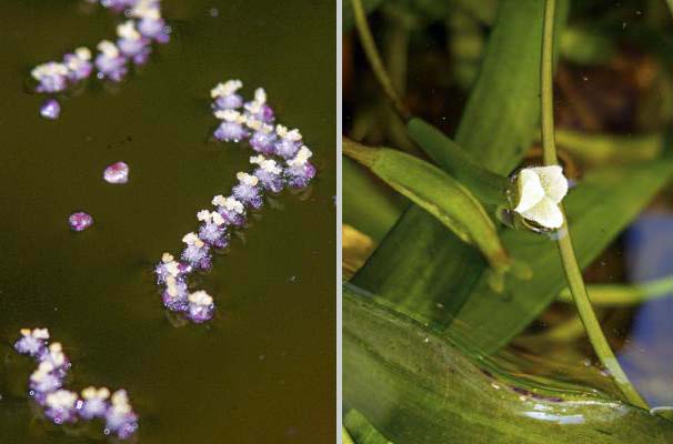 Vallisneria giant