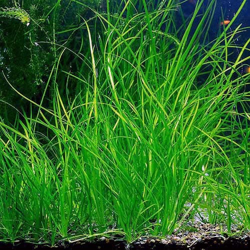 Vallisneria nana