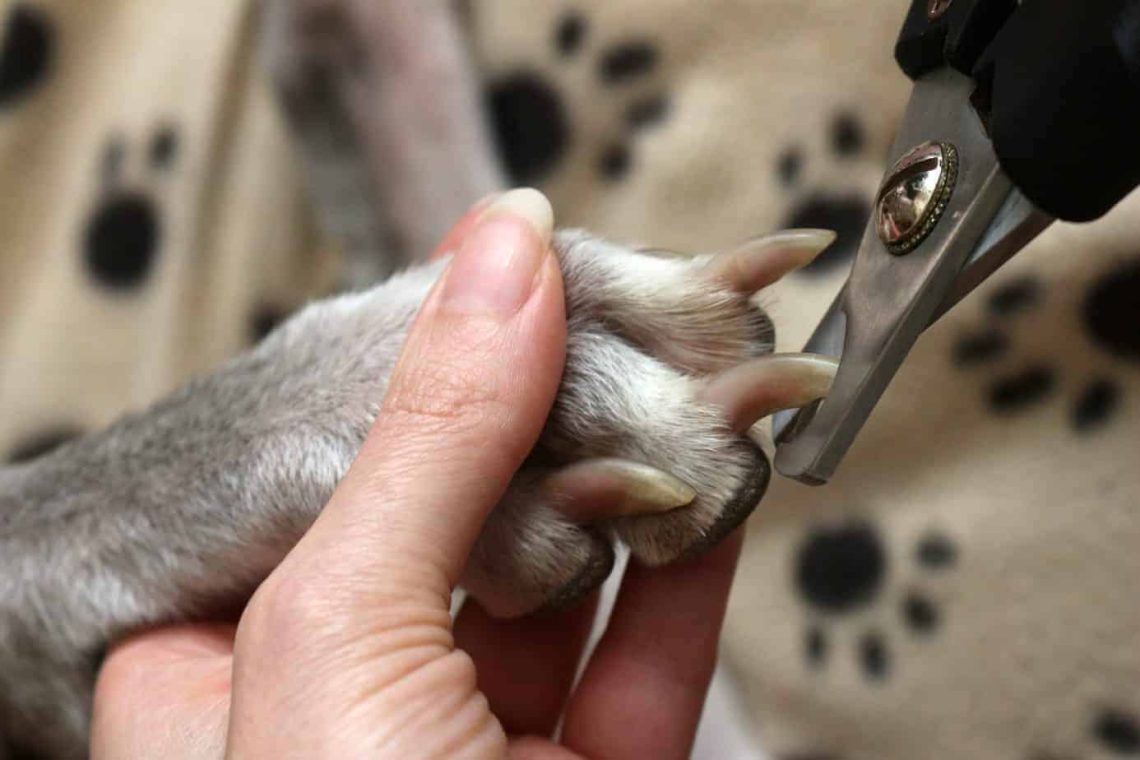 Veterinarian: how to cut the claws of a dog?