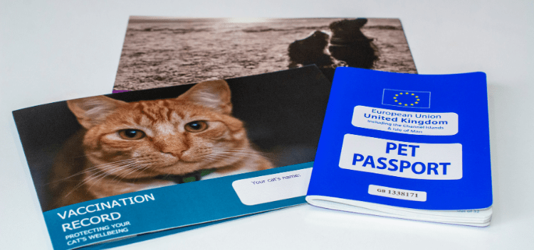 Veterinary passport for a cat