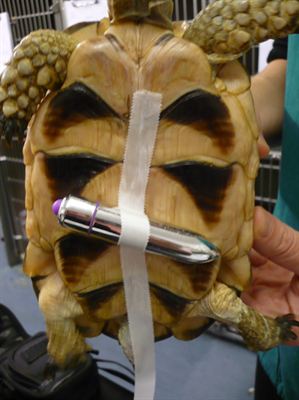 Vibrotherapy in the treatment of turtles