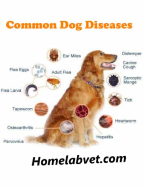 Viral diseases of dogs