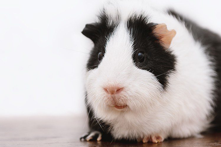 Vision of guinea pigs