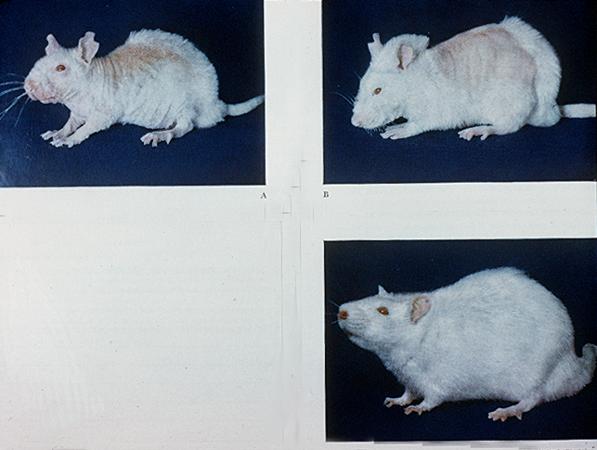 Vitamin deficiency in rodents