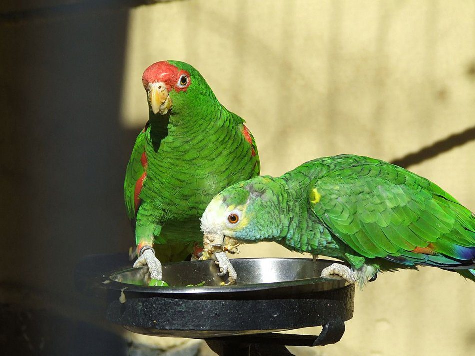 Vitamins and mineral supplements for parrots