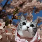 Vlasomed in cats