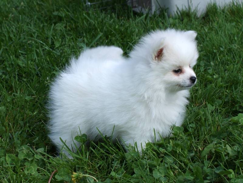 Volpino Italiano cute puppy