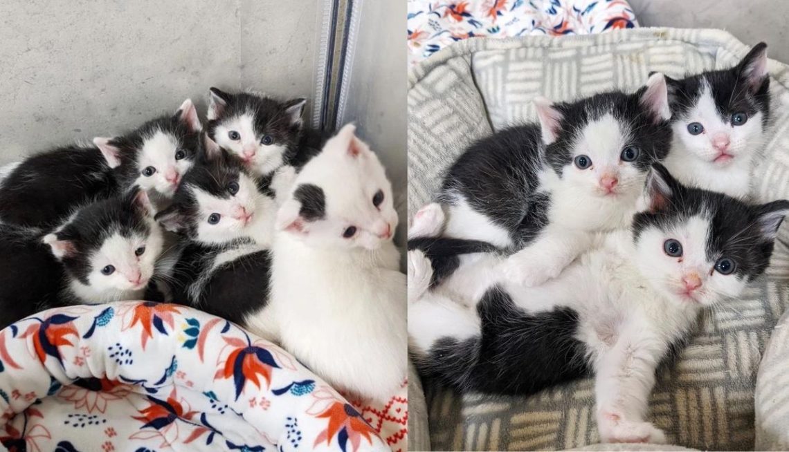 Volunteer uses Instagram to find good hands for kittens