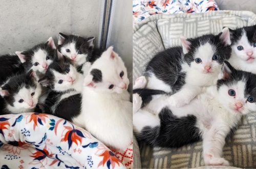 Vabatahtlik kasutab Instagrami, et leida kassipoegadele häid käsi