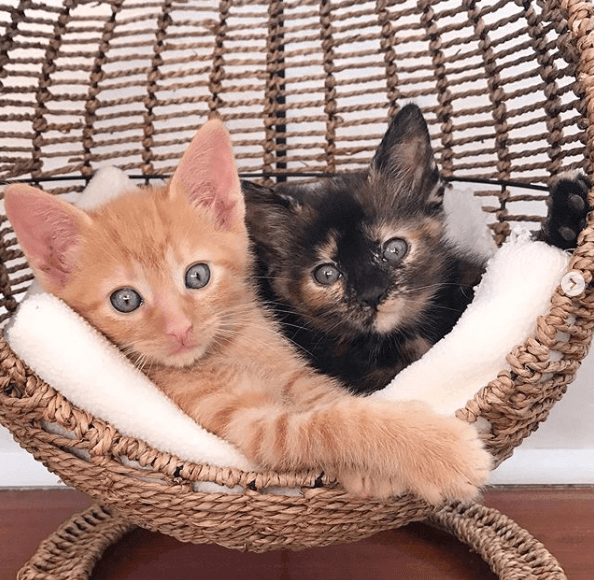 Volunteer uses Instagram to find good hands for kittens