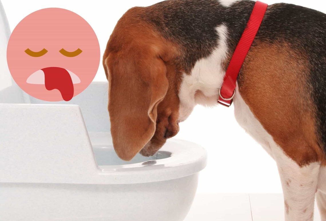 Vomiting blood in dogs