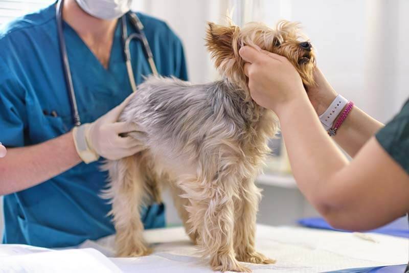Vomiting blood in dogs
