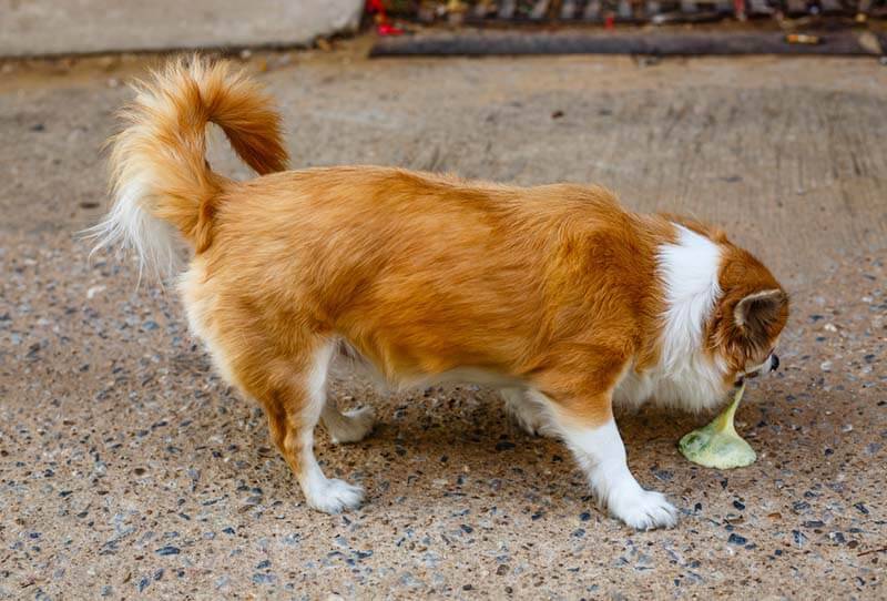 Vomiting in dogs: causes and what to do