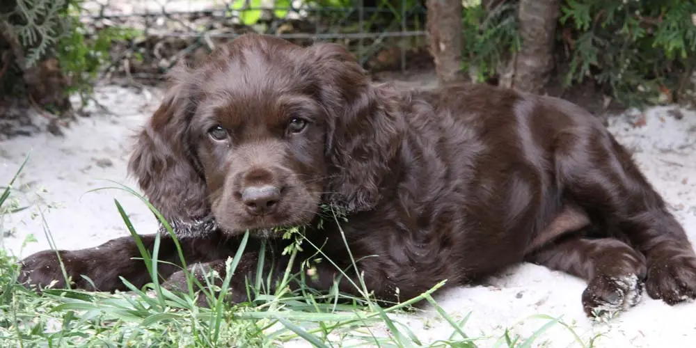 Deutscher Wachtelhund Puppy