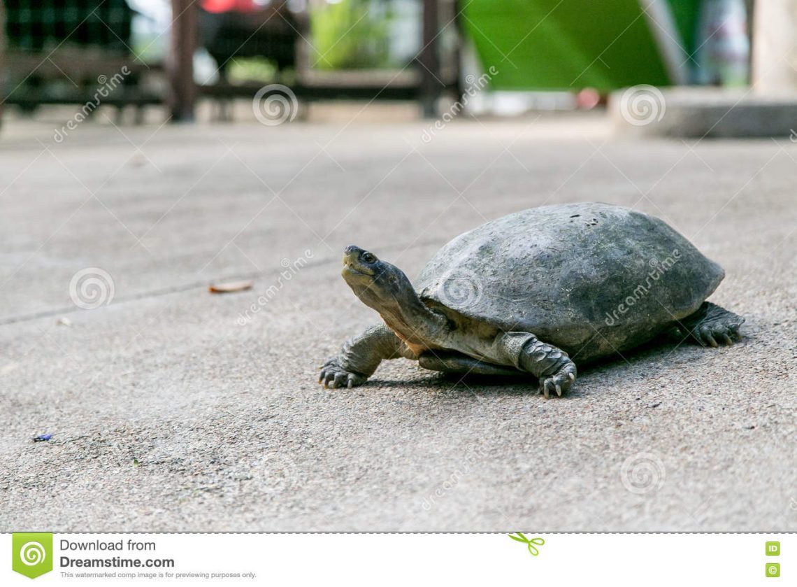 Walking turtles on the street