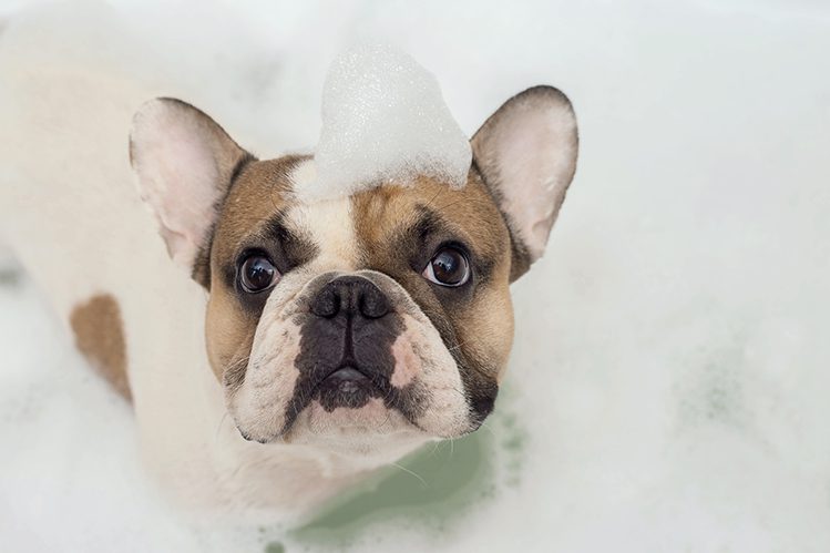 Watch out, spring! Or 5 ways to keep your dog from getting dirty