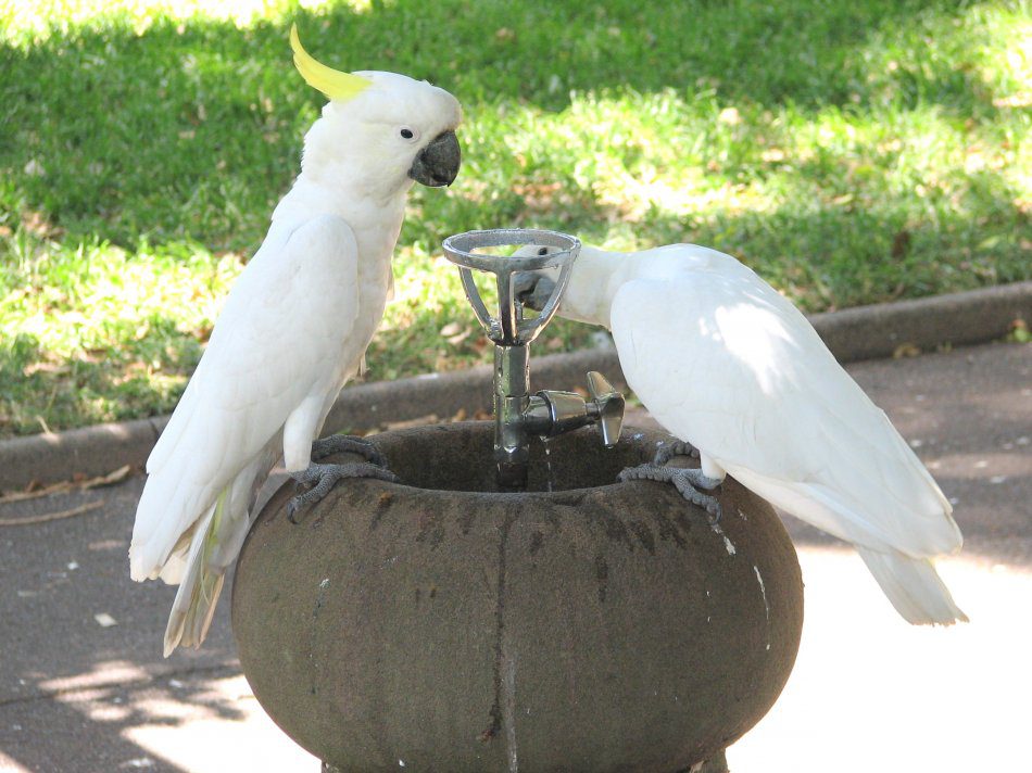 Water and juices for the parrot