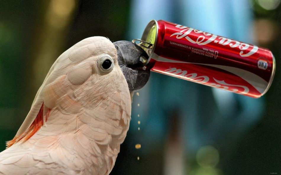 Water and juices for the parrot