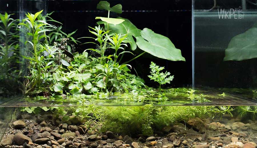 Water plants in the aquarium