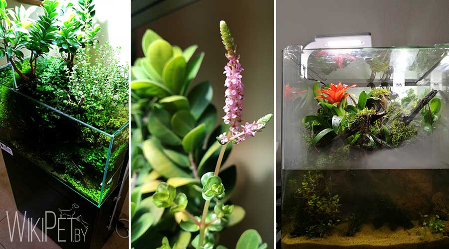 Water plants in the aquarium