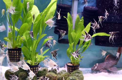 Water plants in the aquarium