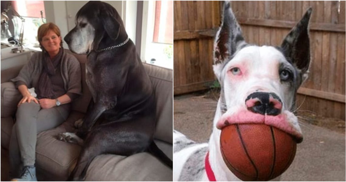 We have collected the best photos of great danes, and how huge they are is incomprehensible