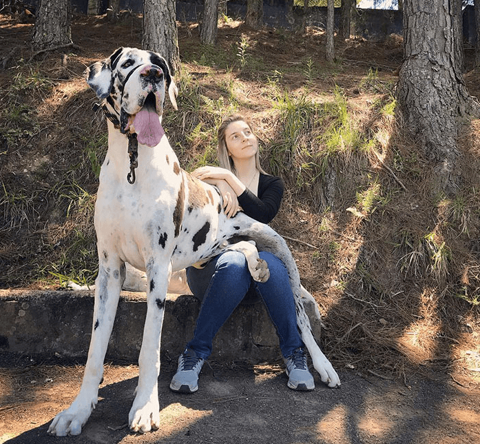 We have collected the best photos of great danes, and how huge they are is incomprehensible