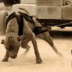 Weightpooling: what is it and how to teach a dog?