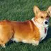 Welsh Corgi